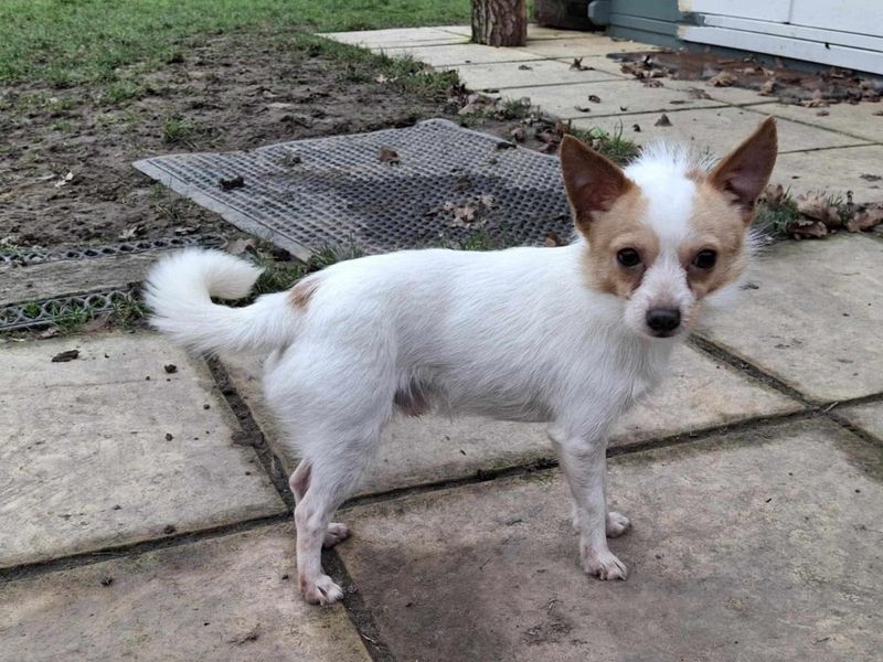 Roo for sale in Kenilworth, Warks - Image 2