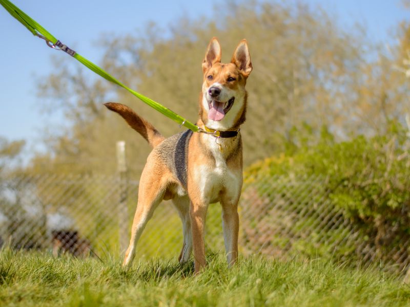 Dexy for sale in Kenilworth, Warks | Image 2