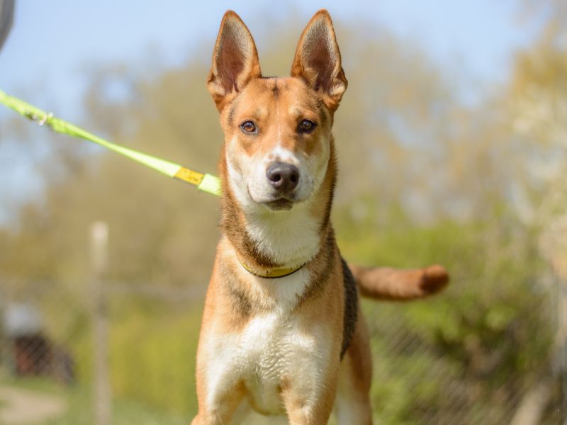 Dexy for sale in Kenilworth, Warks