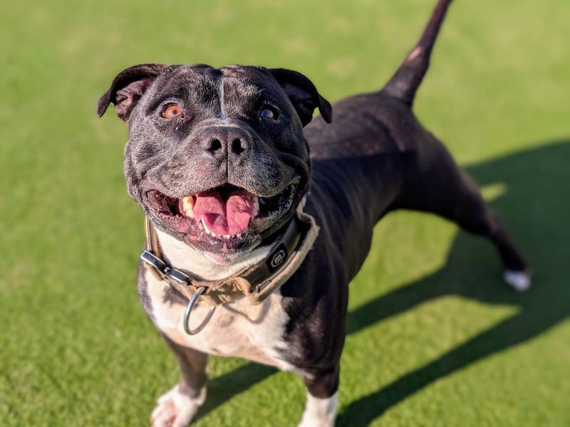 Staffordshire Bull Terrier for adoption in Cardiff / Caerdydd, South Glamorgan – 4 years old - Image 5 of 6