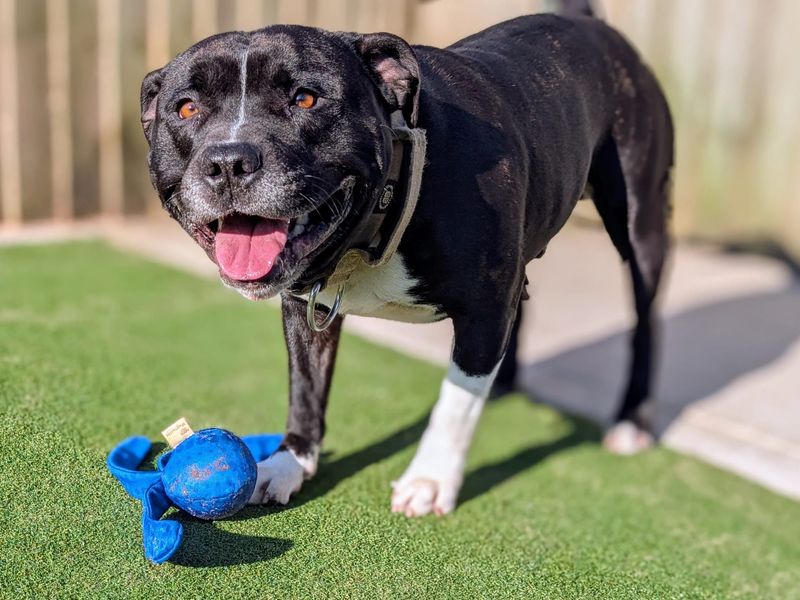 Staffordshire Bull Terrier for adoption in Cardiff / Caerdydd, South Glamorgan – 4 years old - Image 3 of 6