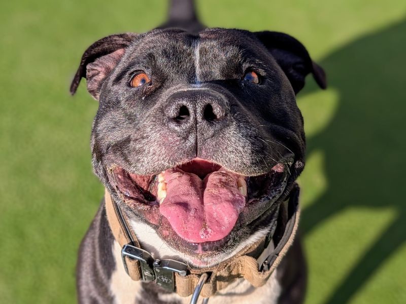 Staffordshire Bull Terrier for adoption in Cardiff / Caerdydd, South Glamorgan – 4 years old - Image 4 of 6
