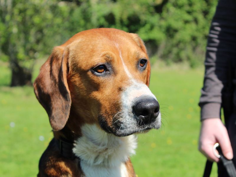 Mike | Foxhound Cross | Newbury (Berkshire) - 1