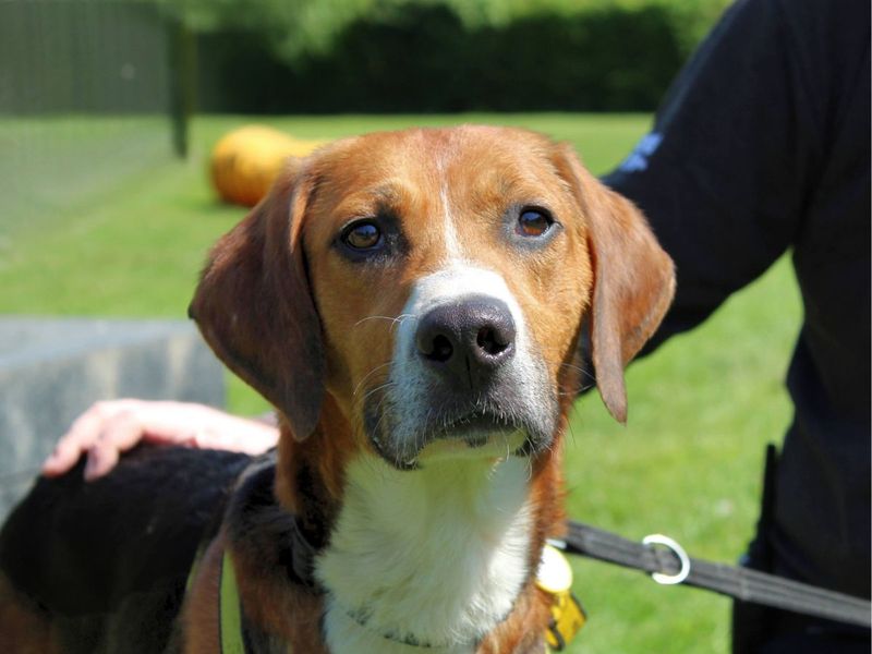 Mike | Foxhound Cross | Salisbury (Wiltshire) - 1