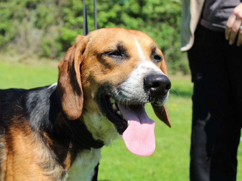 Sulley | Foxhound Cross | Newbury (Berkshire) - 1