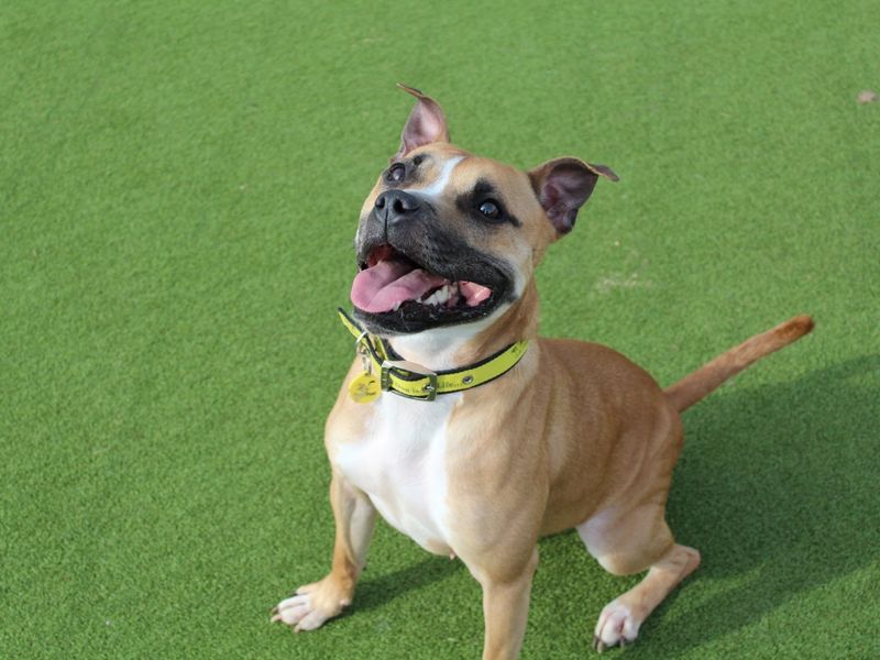 Ruby for sale in Evesham, Worcestershire