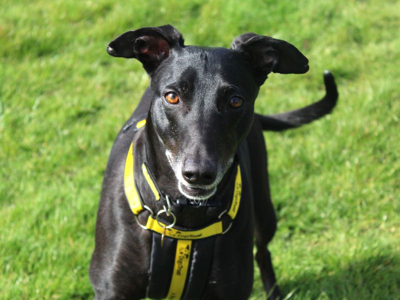 Greyhound for adoption in Shoreham by Sea, West Sussex – 4 years old - Image 8 of 8