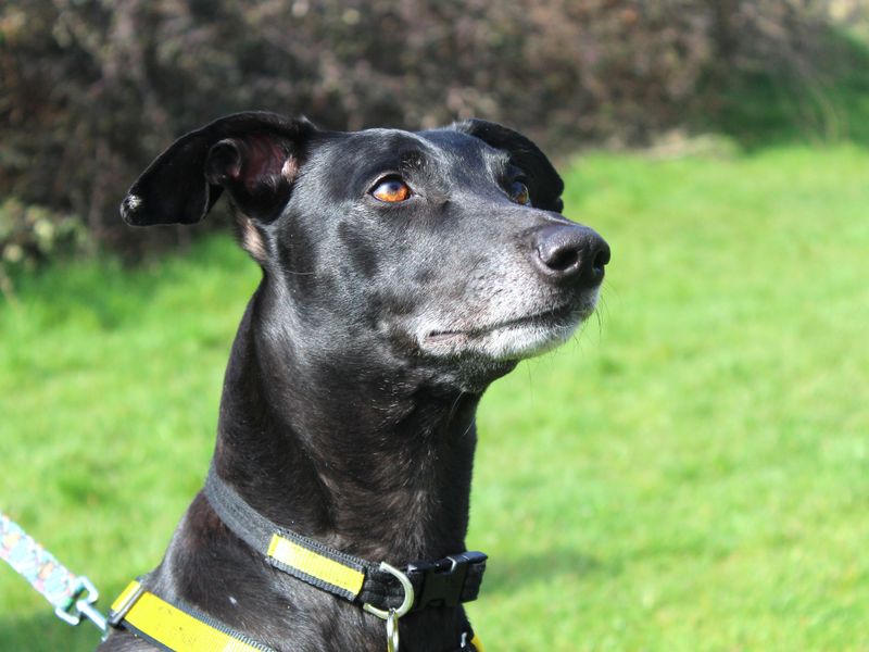 Greyhound for adoption in Shoreham by Sea, West Sussex – 4 years old - Image 7 of 8