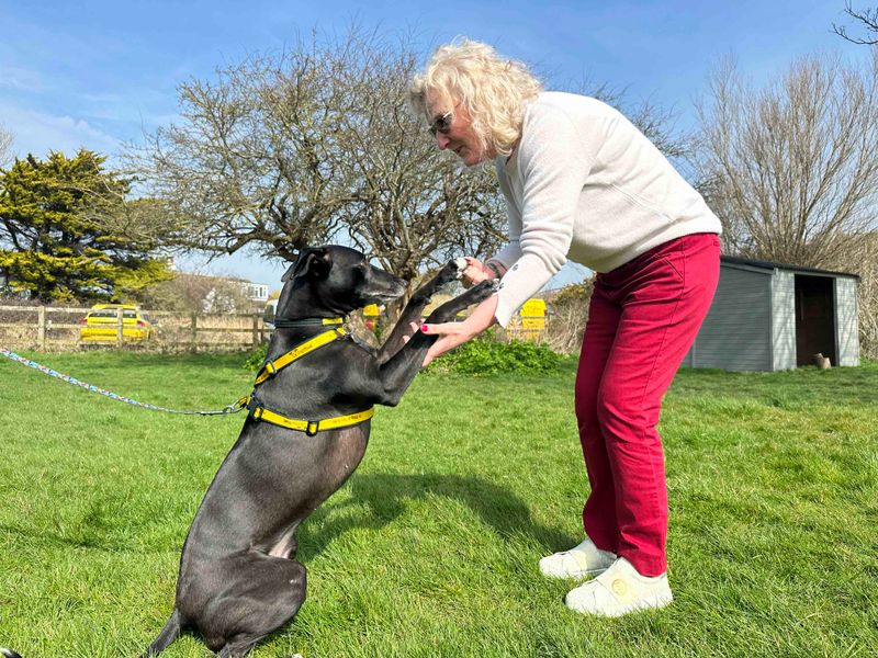 Greyhound for adoption in Shoreham by Sea, West Sussex – 4 years old - Image 6 of 8