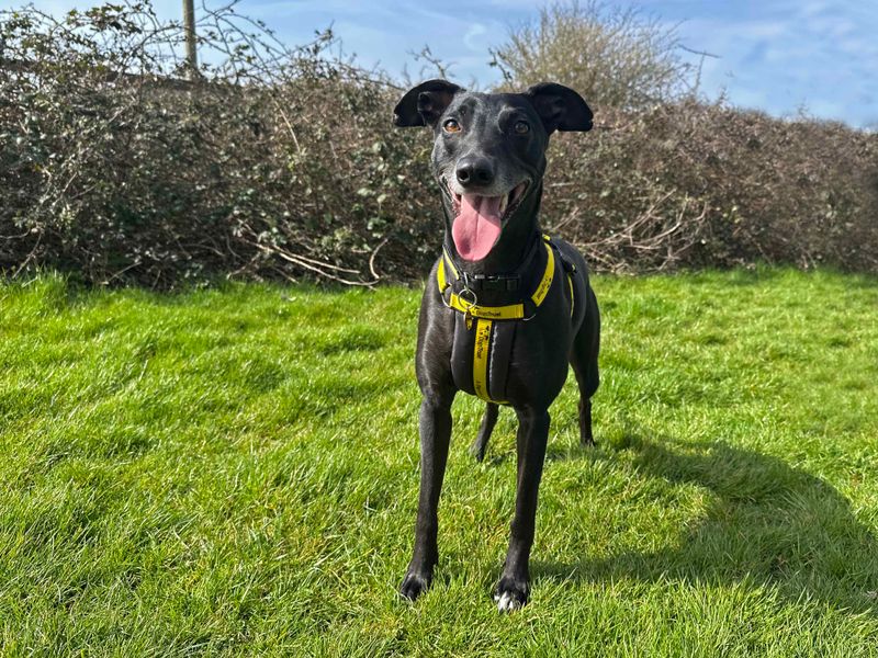 Greyhound for adoption in Shoreham by Sea, West Sussex – 4 years old - Image 4 of 8