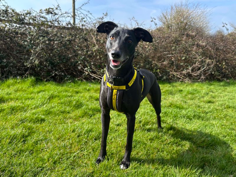 Greyhound for adoption in Shoreham by Sea, West Sussex – 4 years old - Image 2 of 8