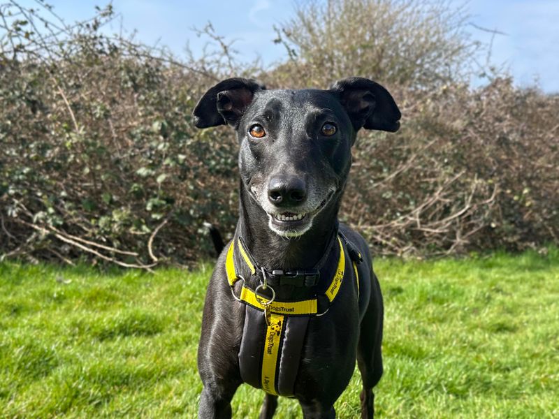 Luna | Greyhound Cross | Shoreham (Sussex) - 1