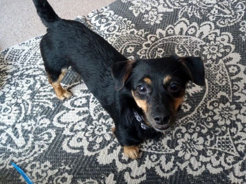 Jack Russell Terrier for adoption in Newton Tony, Wiltshire – 6 years old - Image 2 of 2