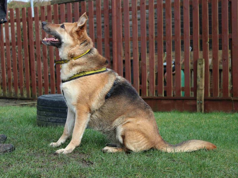 Tara for sale in Newbury, Berks - Image 6