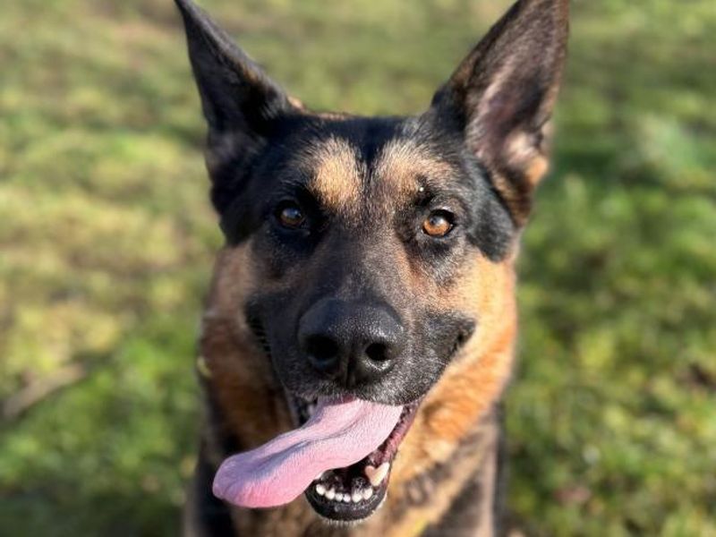 German Shepherd for adoption in Telford, Shropshire – 4 years old - Image 2 of 2