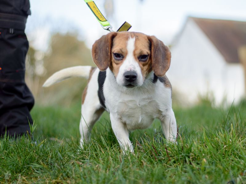 Beagle for adoption in Kenilworth, Warks – 5 years old - Image 5 of 8