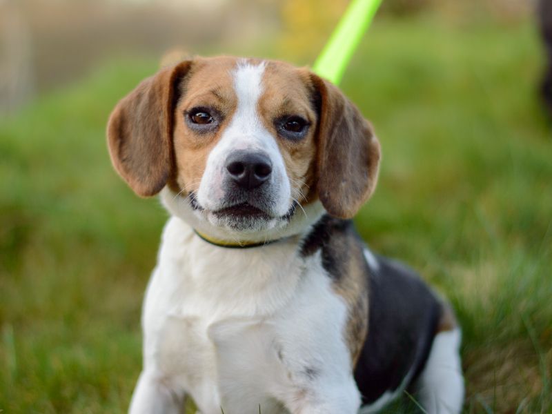 Beagle for adoption in Kenilworth, Warks – 5 years old - Image 7 of 8