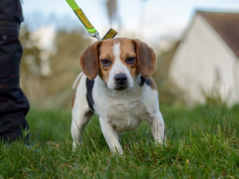 Beagle for adoption in Kenilworth, Warks – 5 years old - Image 2 of 8