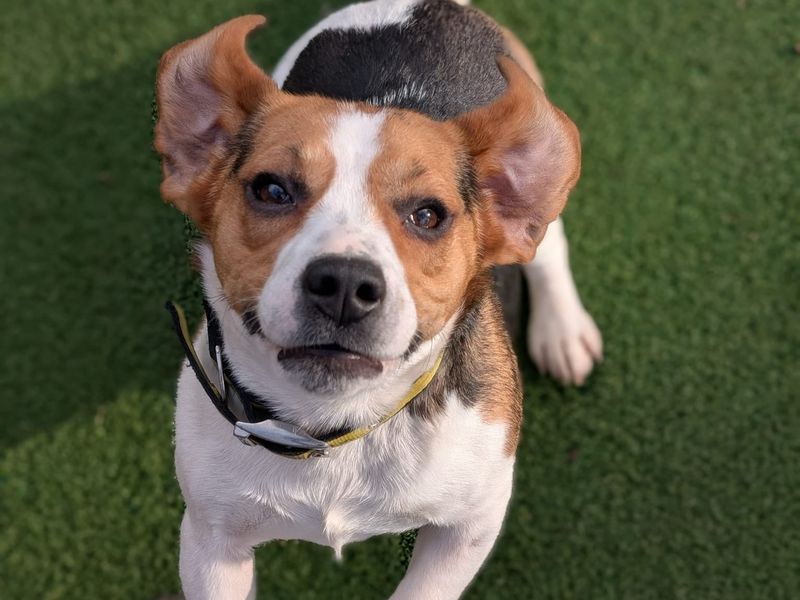 Beagle for adoption in Kenilworth, Warks – 5 years old - Image 3 of 8