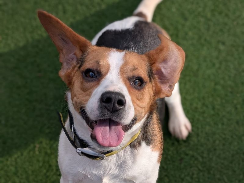 Beagle for adoption in Kenilworth, Warks – 5 years old - Image 4 of 8