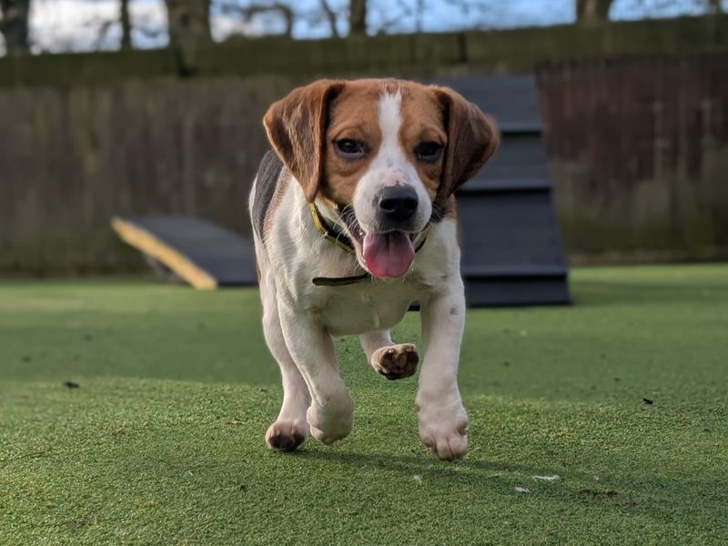 Beagle for adoption in Kenilworth, Warks – 5 years old - Image 8 of 8