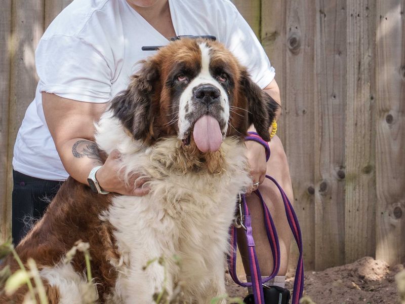 Bruno | St Bernard | Loughborough - 3