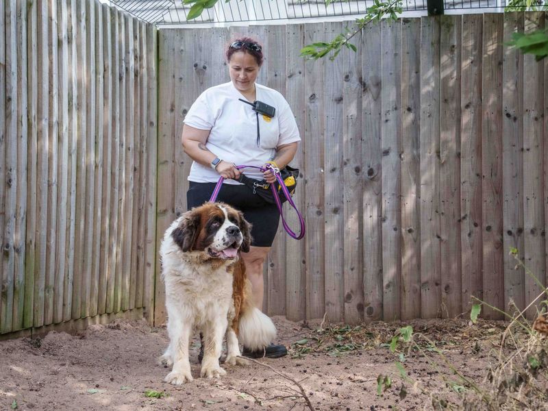 Bruno | St Bernard | Loughborough - 1