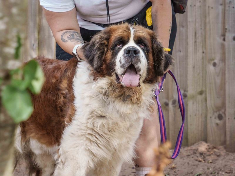 Bruno | St Bernard | Loughborough - 2
