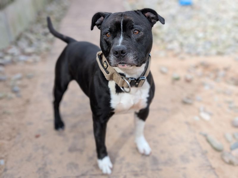Pablo for sale in Kenilworth, Warks