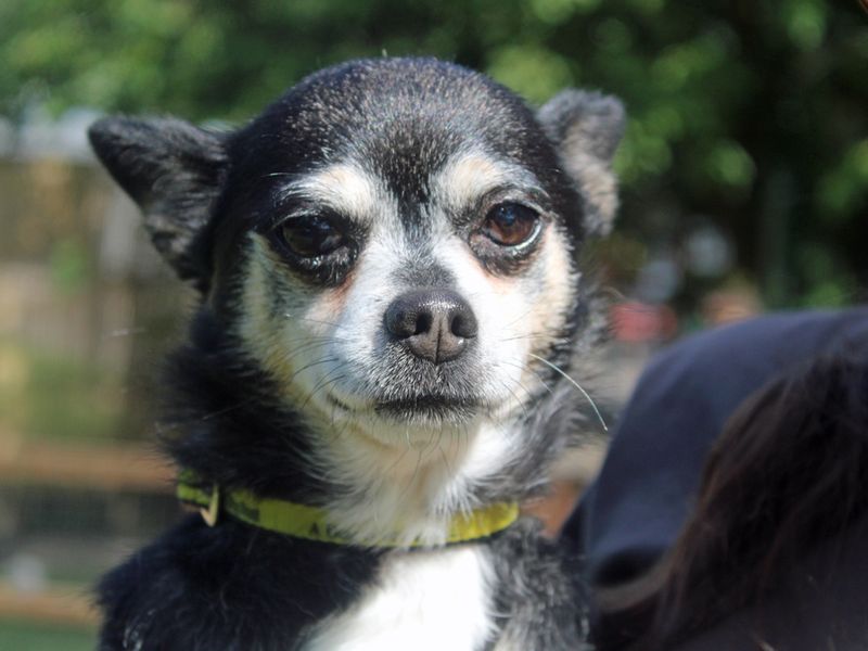 Reece | Chihuahua (Smooth Coat) | Merseyside (Liverpool) - 1