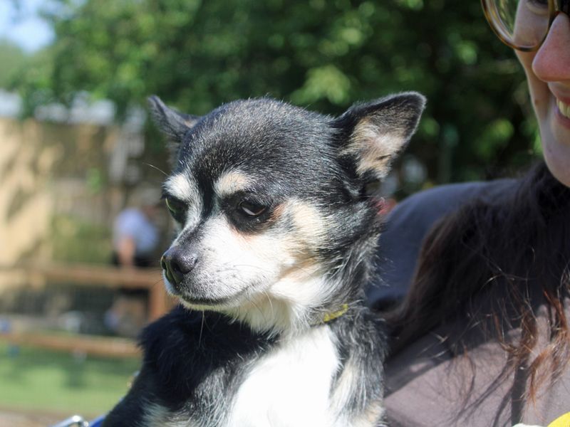 Reece for sale in Liverpool, Merseyside