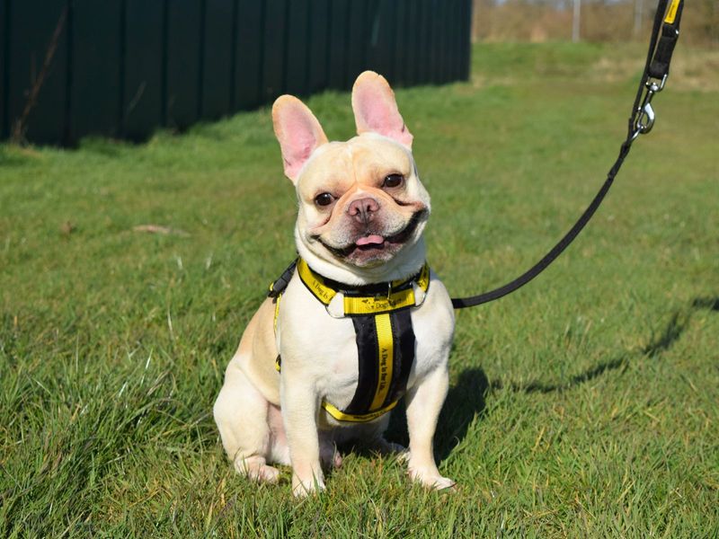 Kylo | French Bulldog | Harefield West London - 1