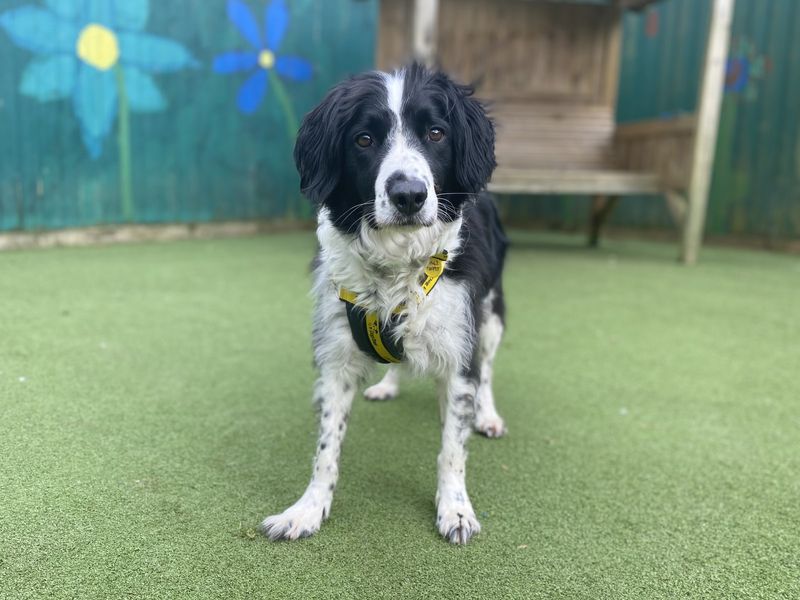Alfie for sale in Ilfracombe, North Devon - Image 4