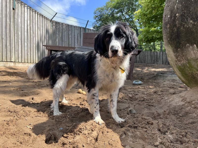 Alfie | Collie (Border) Cross | Ilfracombe - 1