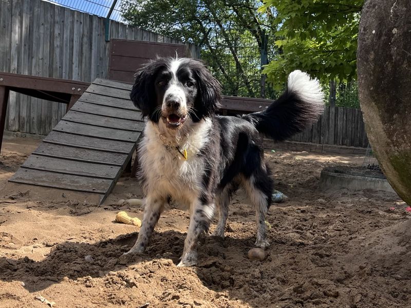 Alfie for sale in Ilfracombe, North Devon | Image 2