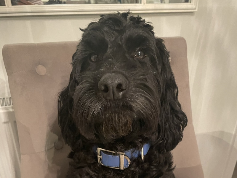 Louis for sale in Kenilworth, Warks