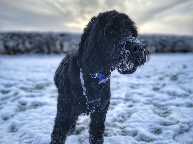 Poodle for adoption in Kenilworth, Warks – 4 years old - Image 2 of 3