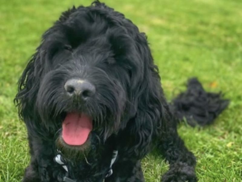 Poodle for adoption in Kenilworth, Warks – 4 years old - Image 3 of 3