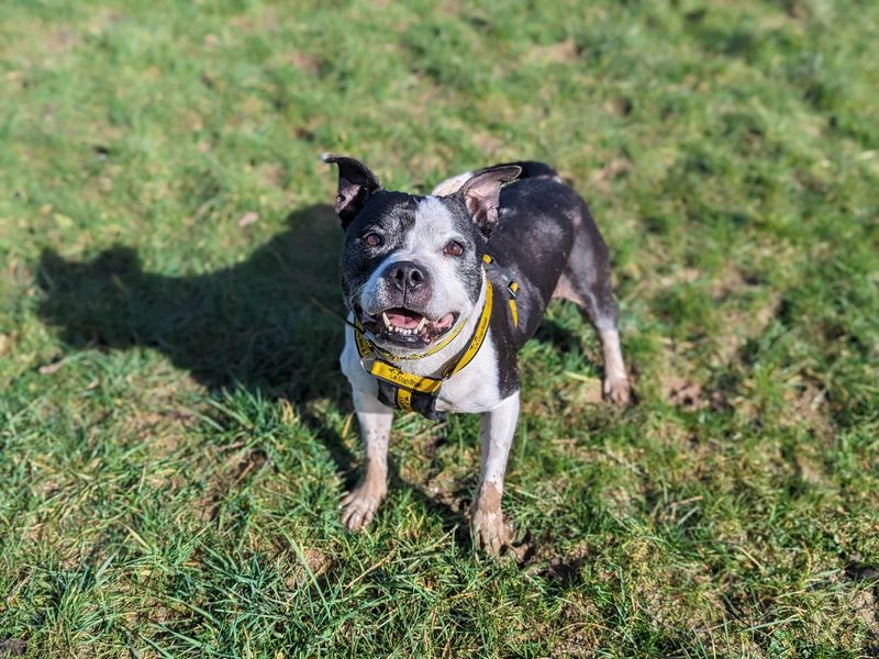 Tia | Terrier (Staffordshire Bull) | Bridgend (Wales) - 1