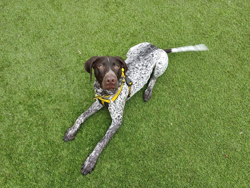 Oscar for sale in West Calder, West Lothian