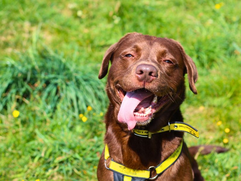 Teddy | Retriever (Labrador) | Manchester - 1