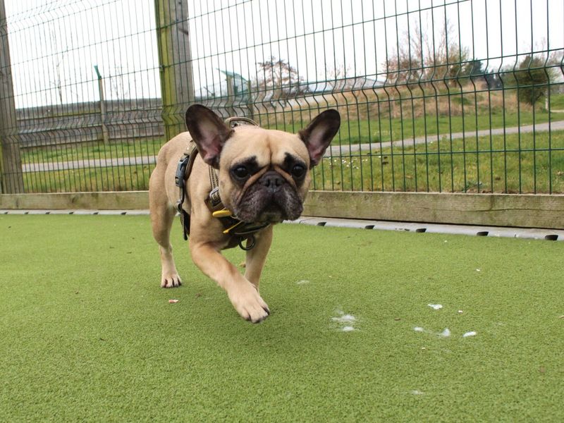Ruby | French Bulldog | Evesham (Worcestershire) - 1