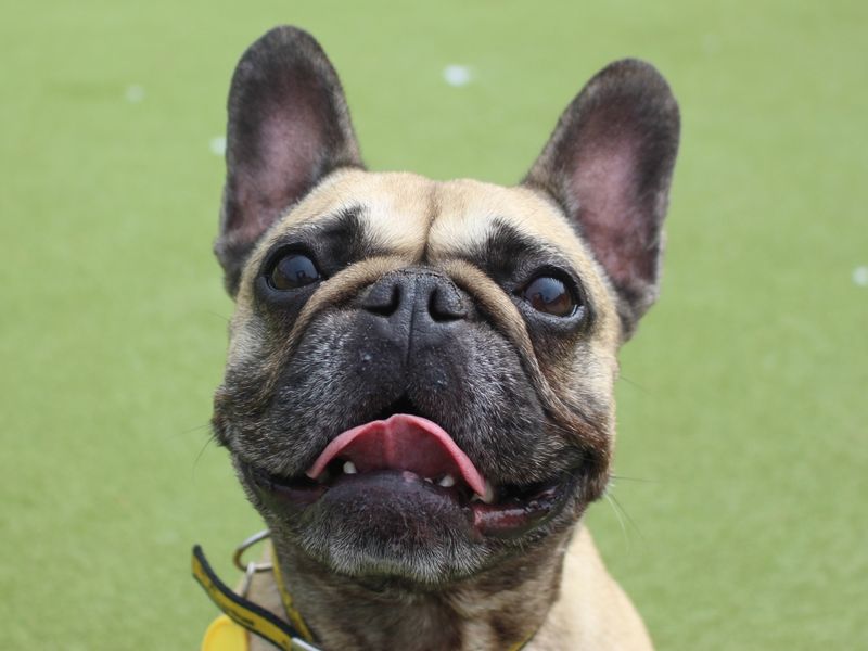 Ruby | French Bulldog | Evesham (Worcestershire) - 1