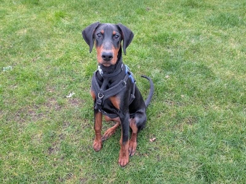 Doberman for adoption in Newbury, Berks – 1 year old - Image 2 of 3