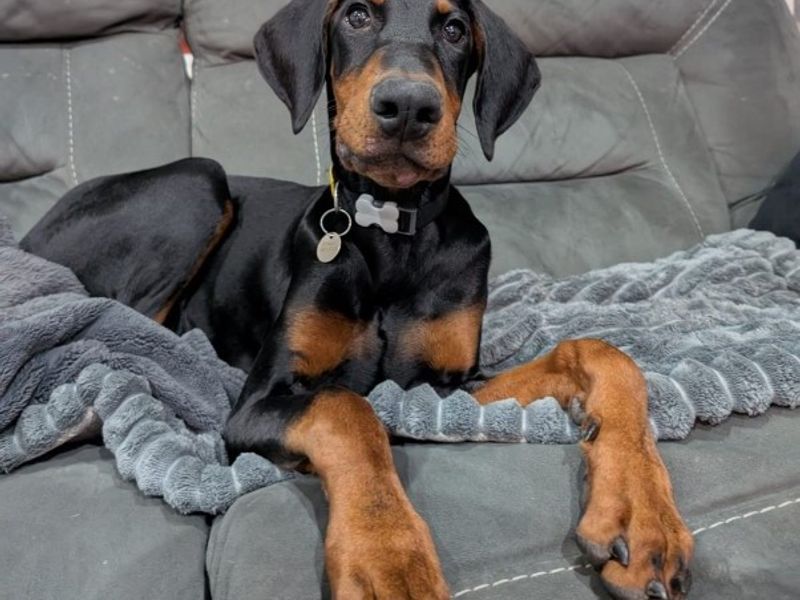 Doberman for adoption in Newbury, Berks – 1 year old - Image 1 of 3