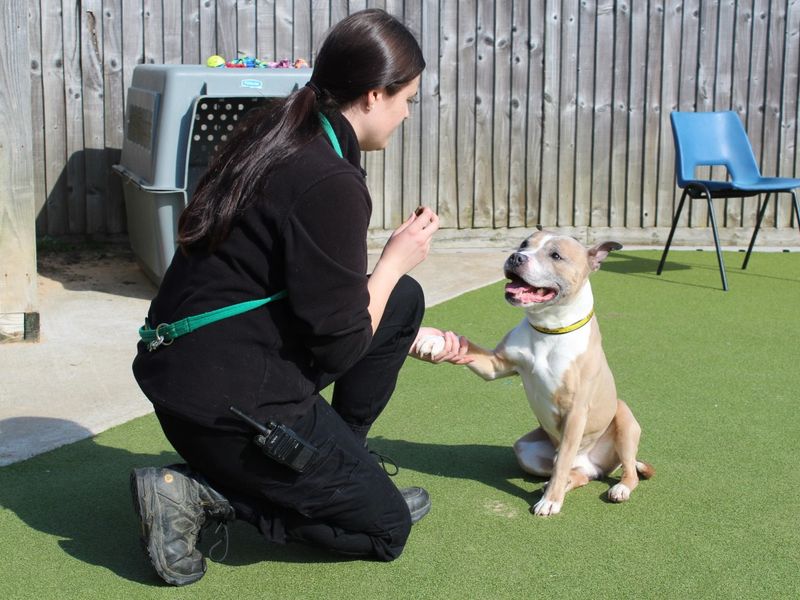 Teddy for sale in Evesham, Worcestershire
