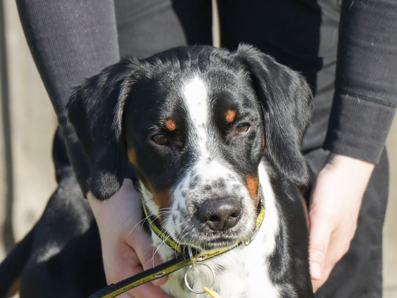 Kenny for sale in Evesham, Worcestershire - Image 3