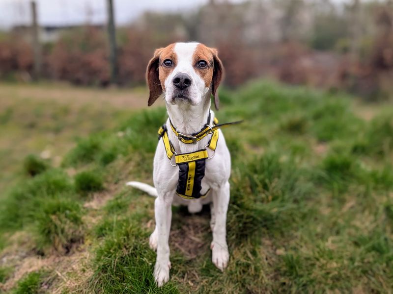 Beagle for adoption in Cardiff, Glamorgan – 4 years old - Image 2 of 4