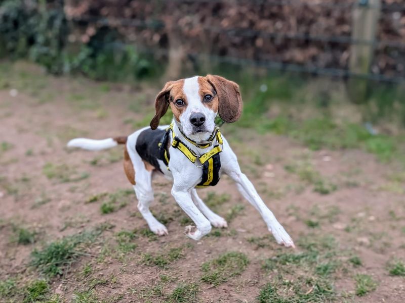 Beagle for adoption in Cardiff, Glamorgan – 4 years old - Image 3 of 4