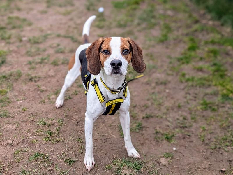 Beagle for adoption in Cardiff, Glamorgan – 4 years old - Image 4 of 4